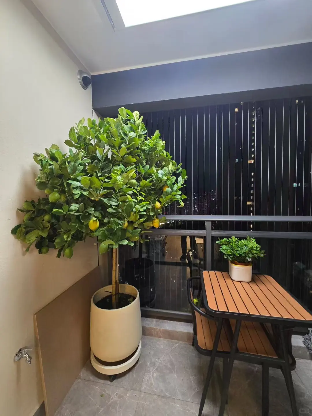 氛围感满满的柠檬树?