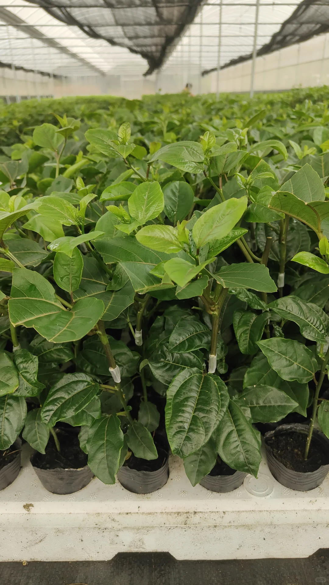 ? 如何在家中养护百香果苗木？