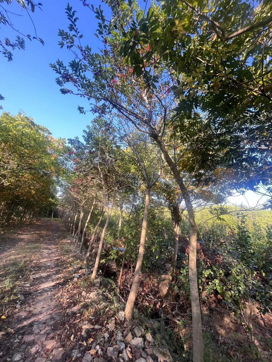 江西赣州苗圃清地，处理价格，给钱就卖