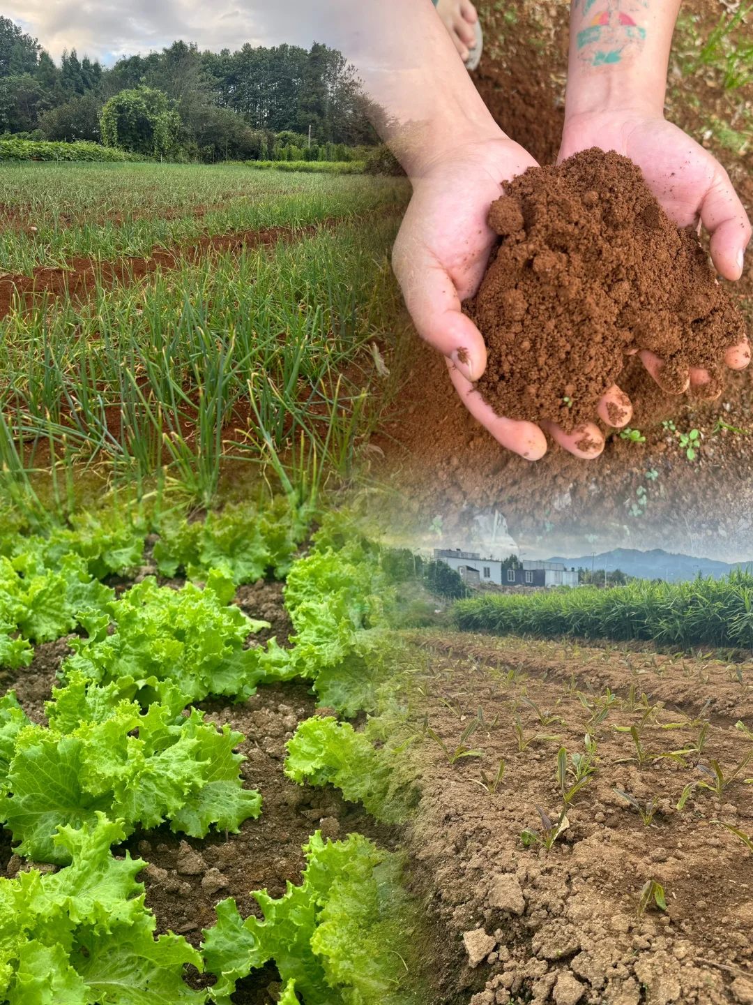 不是我吹牛，黄土种植最好！！！