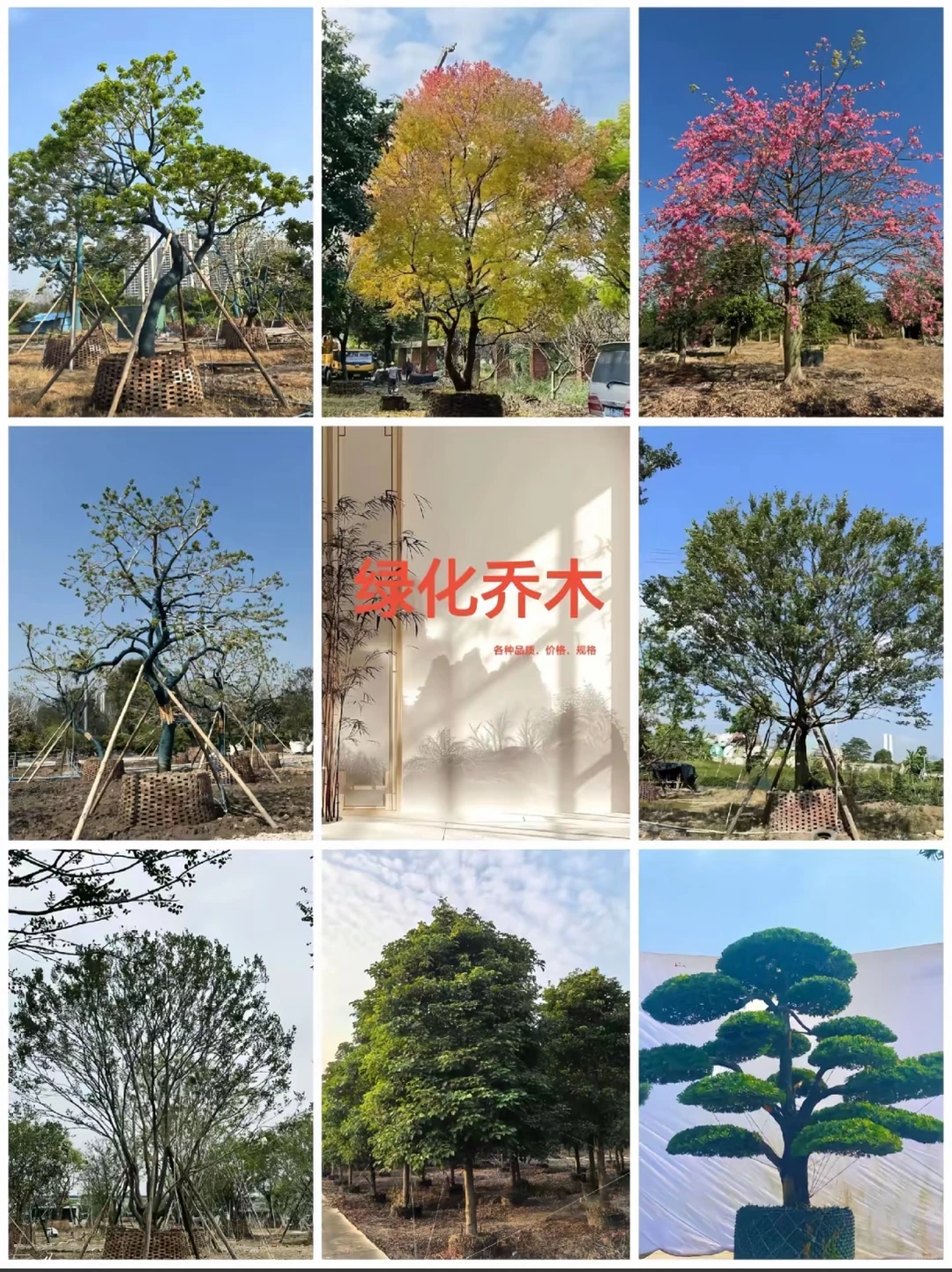 专业供应苗木|庭院/工程苗木订单都可接