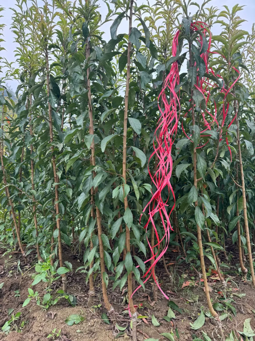 六马蜂糖李两年苗，健康粗壮，根系发达