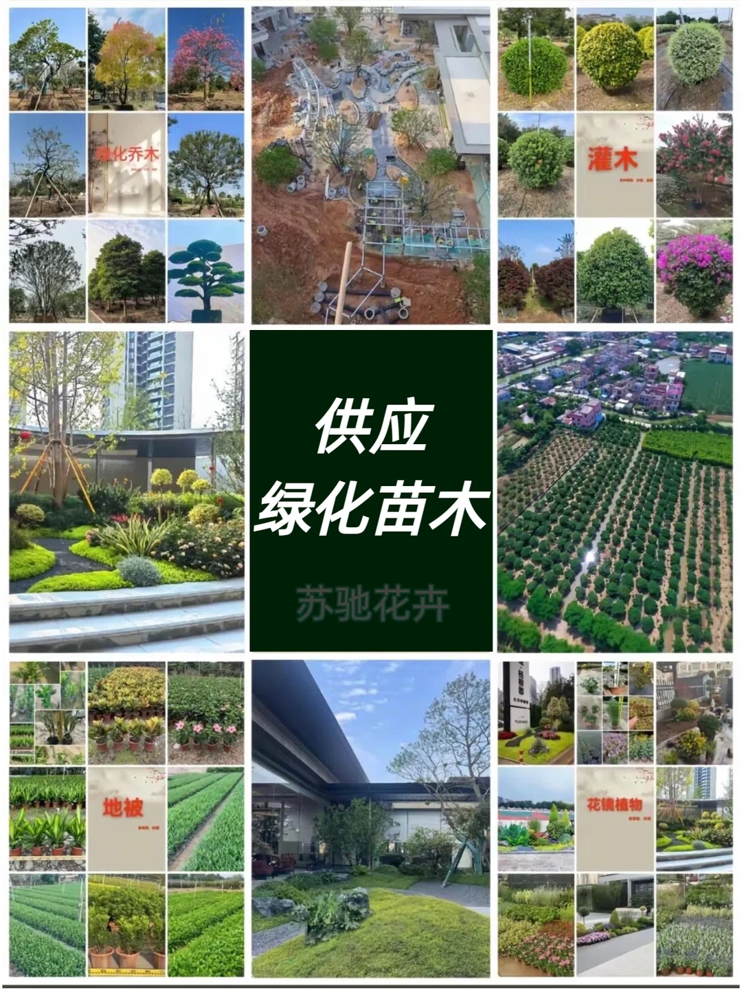 专业供应苗木|庭院/工程苗木订单都可接