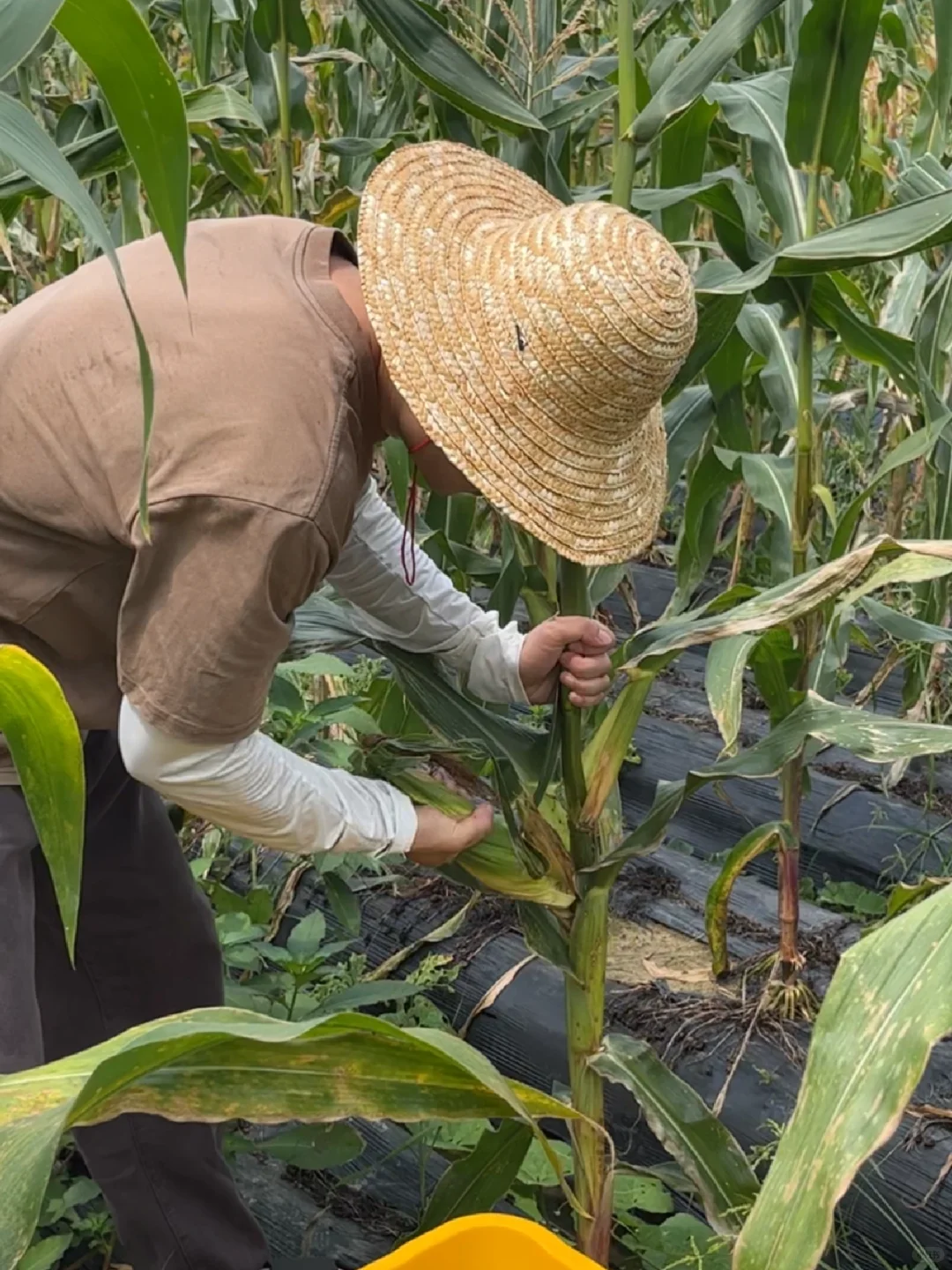 老爸今年70岁，还要每天辛勤劳作去做农活