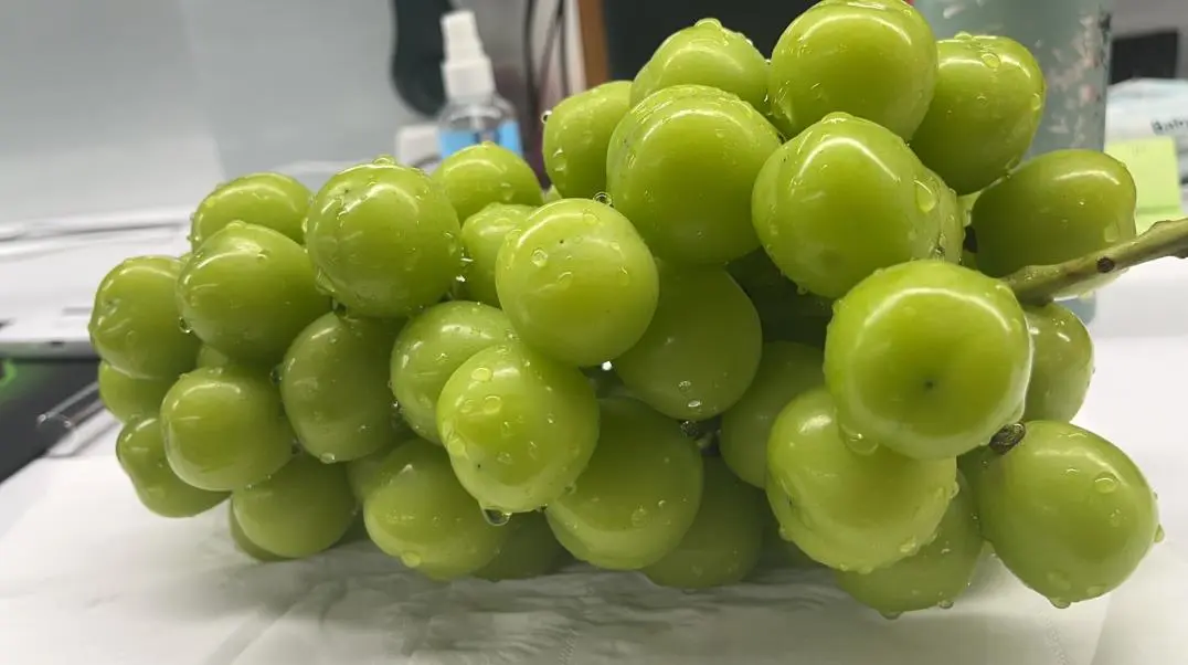 解析水果采摘园的未来发展之路!