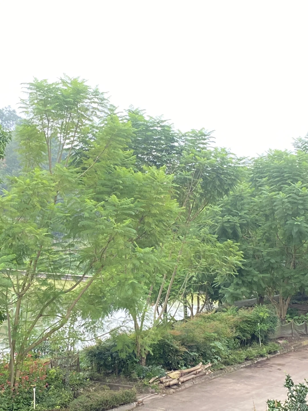 自家苗圃直供?开启卖树生涯！无中间商差价