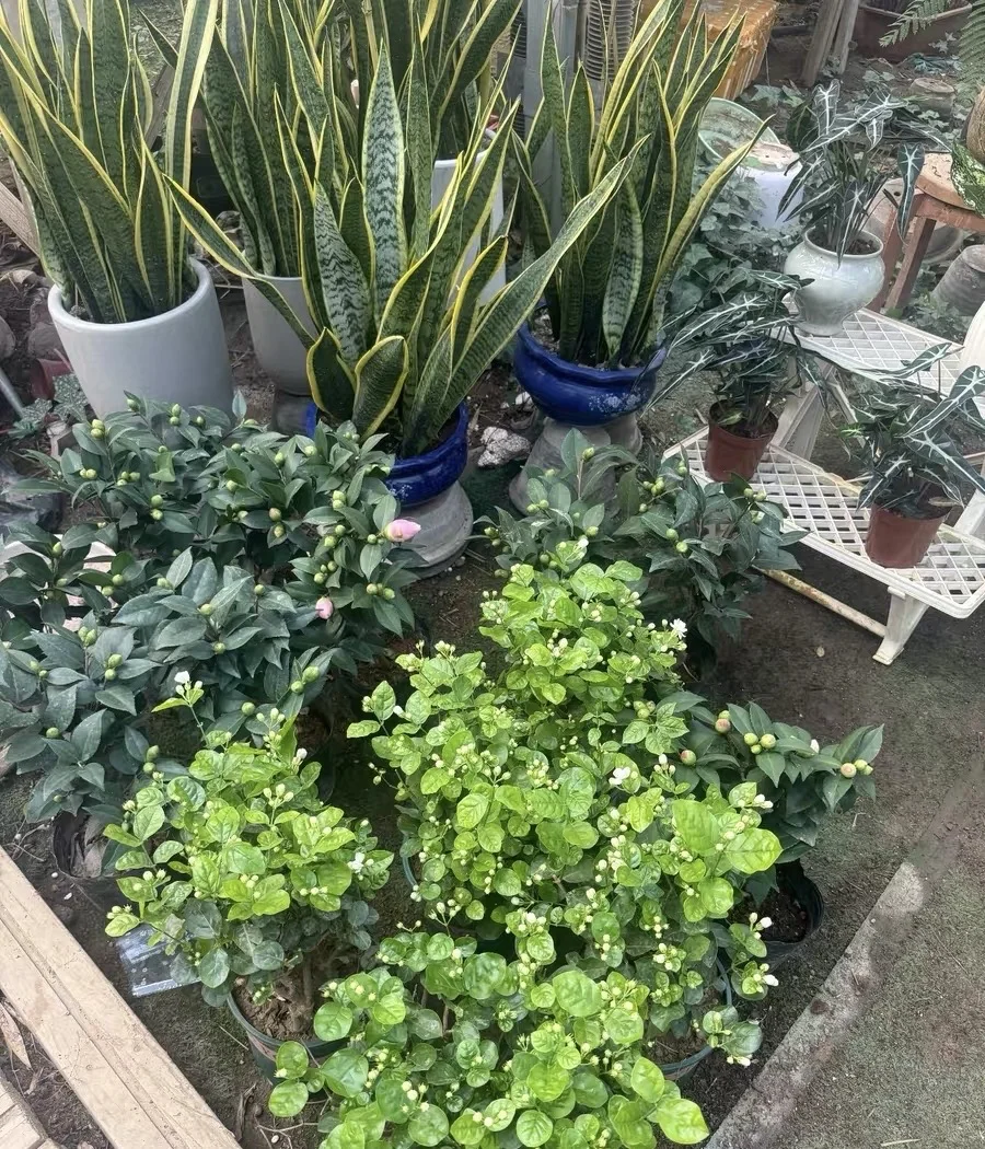 自家花棚大甩卖了！爱花的朋友请看！