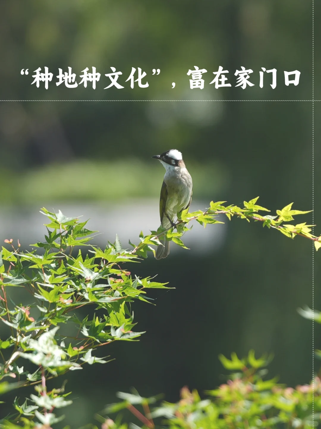 ? “种地种文化”,富在家门口