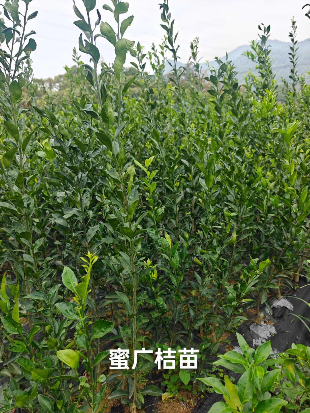 果树苗圃基地直供各类果树苗