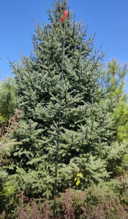 云杉2m-6m可以出圃了，有需要的吗