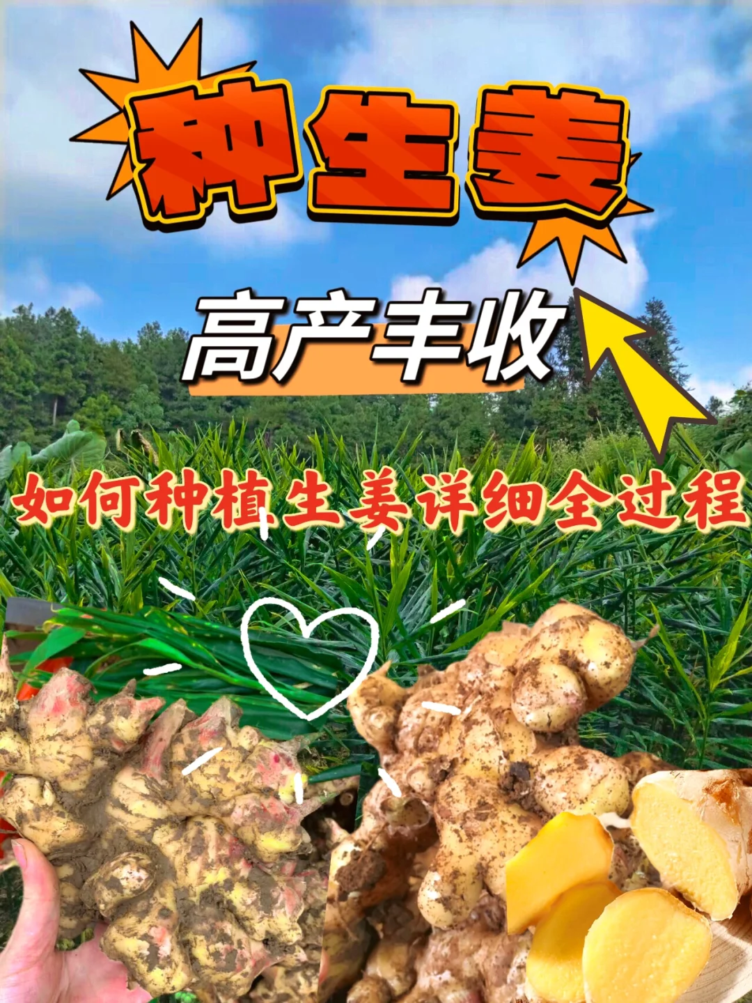 种生姜，高产丰收