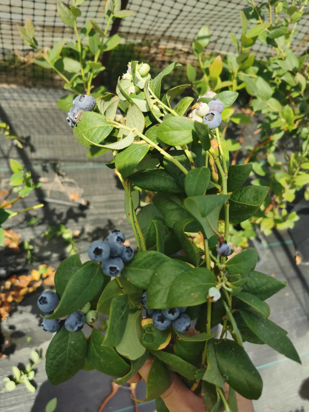 听我一句劝,创业的兄弟们千万别进农业的坑