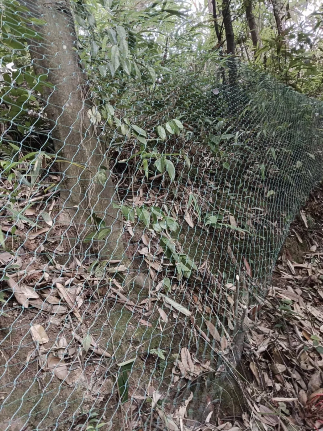 农村种菜用养殖网，爬藤高产还省空间