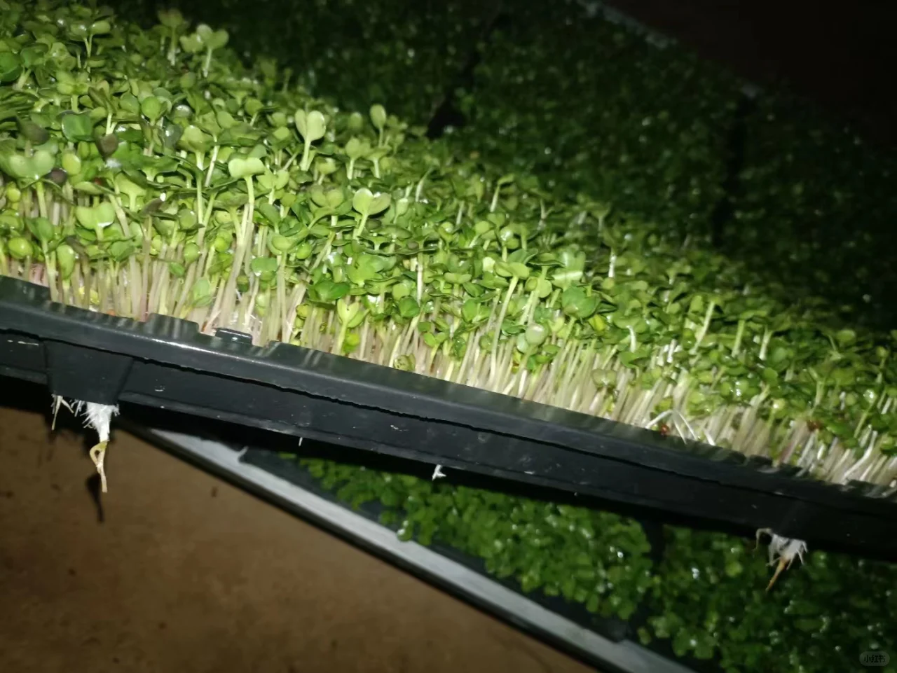 最高130元一斤7天就能卖!小众农业致富项目