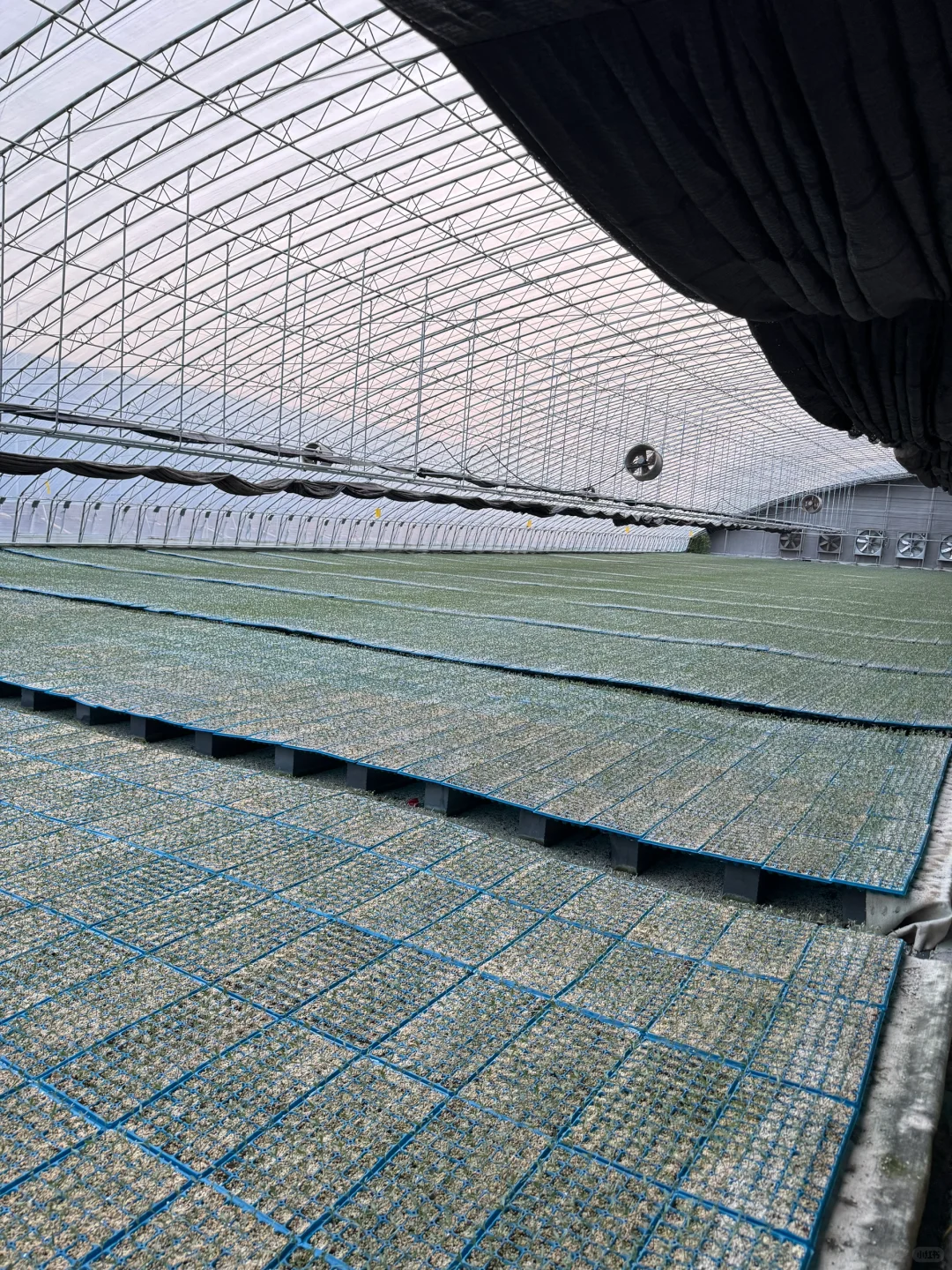 我们不是老破小，这是我家的现代化育苗基地～