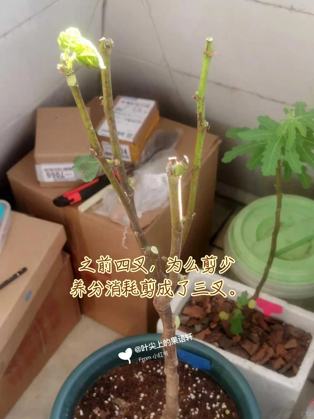 天塌了无花果裸根苗死了