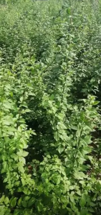 华北连翘小苗有需要的吗