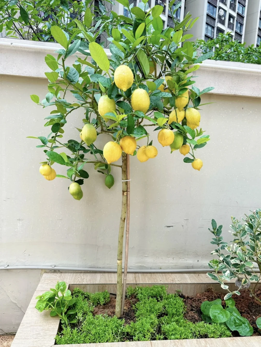 香水柠檬?结果的成就感~