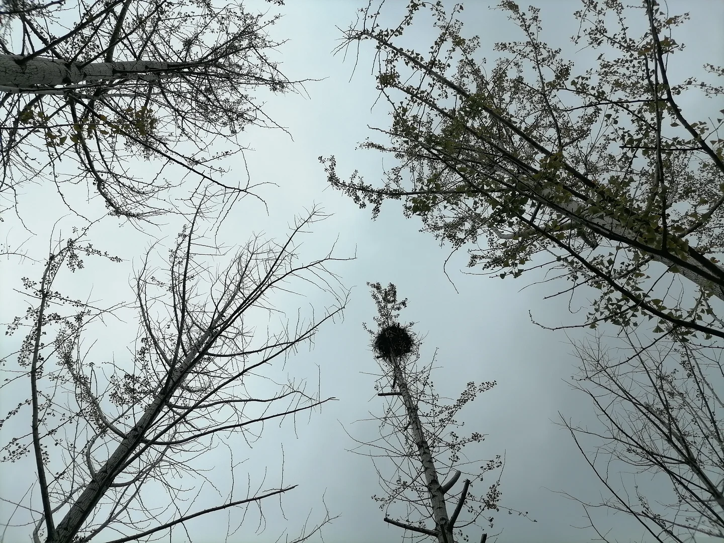 农村屋后种什么树好？