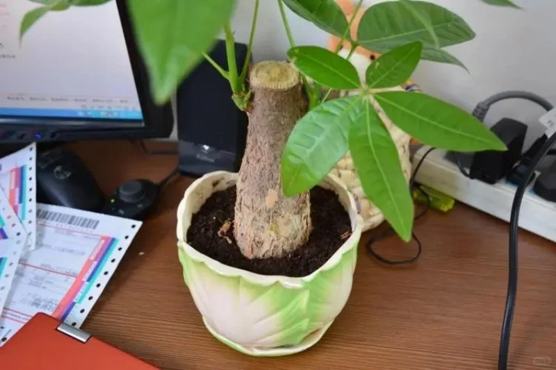 一台机器,有人一年挣几十万!