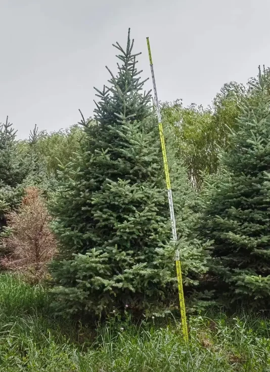 云杉2m-6m可以出圃了，有需要的吗