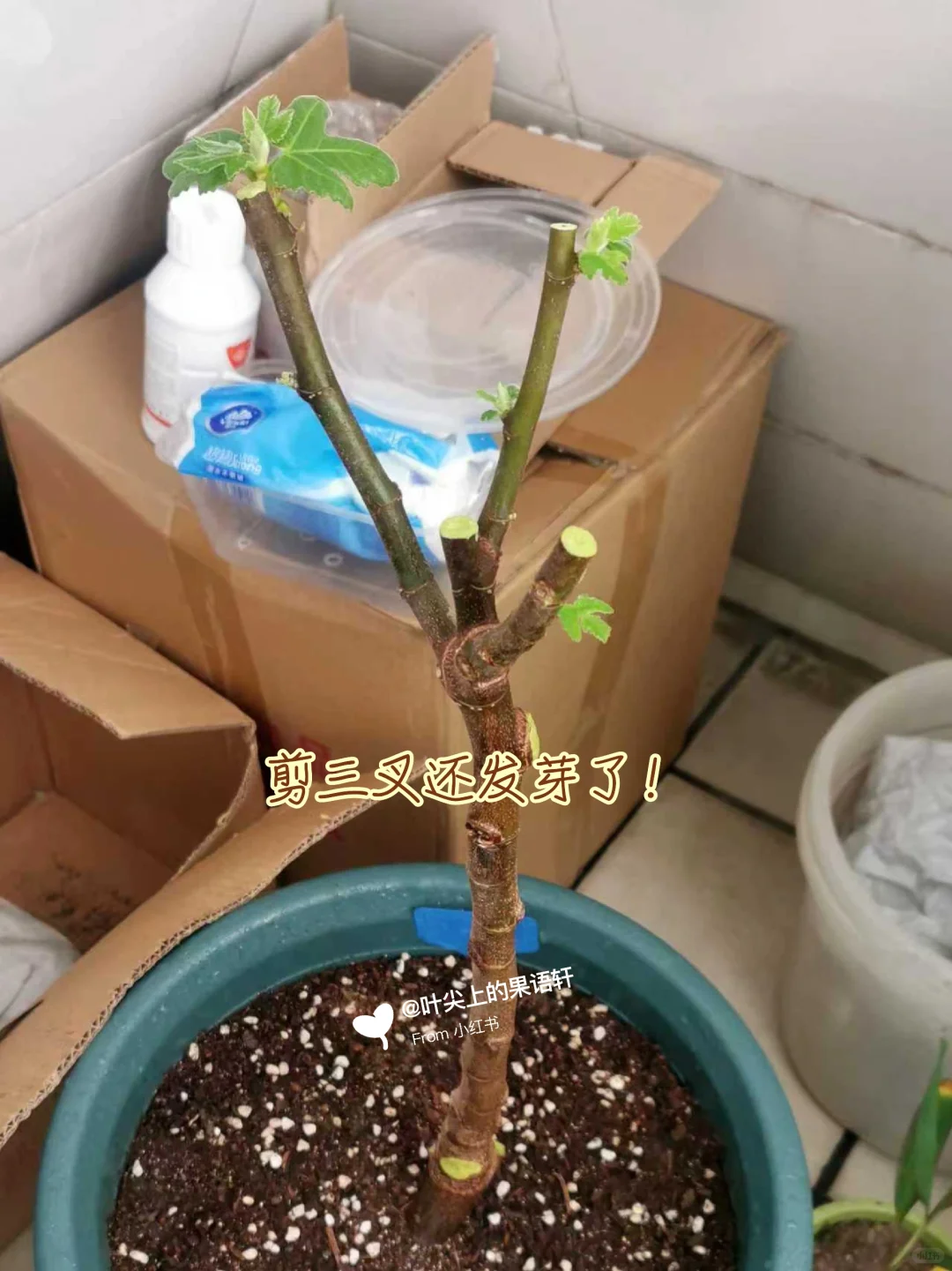 天塌了无花果裸根苗死了