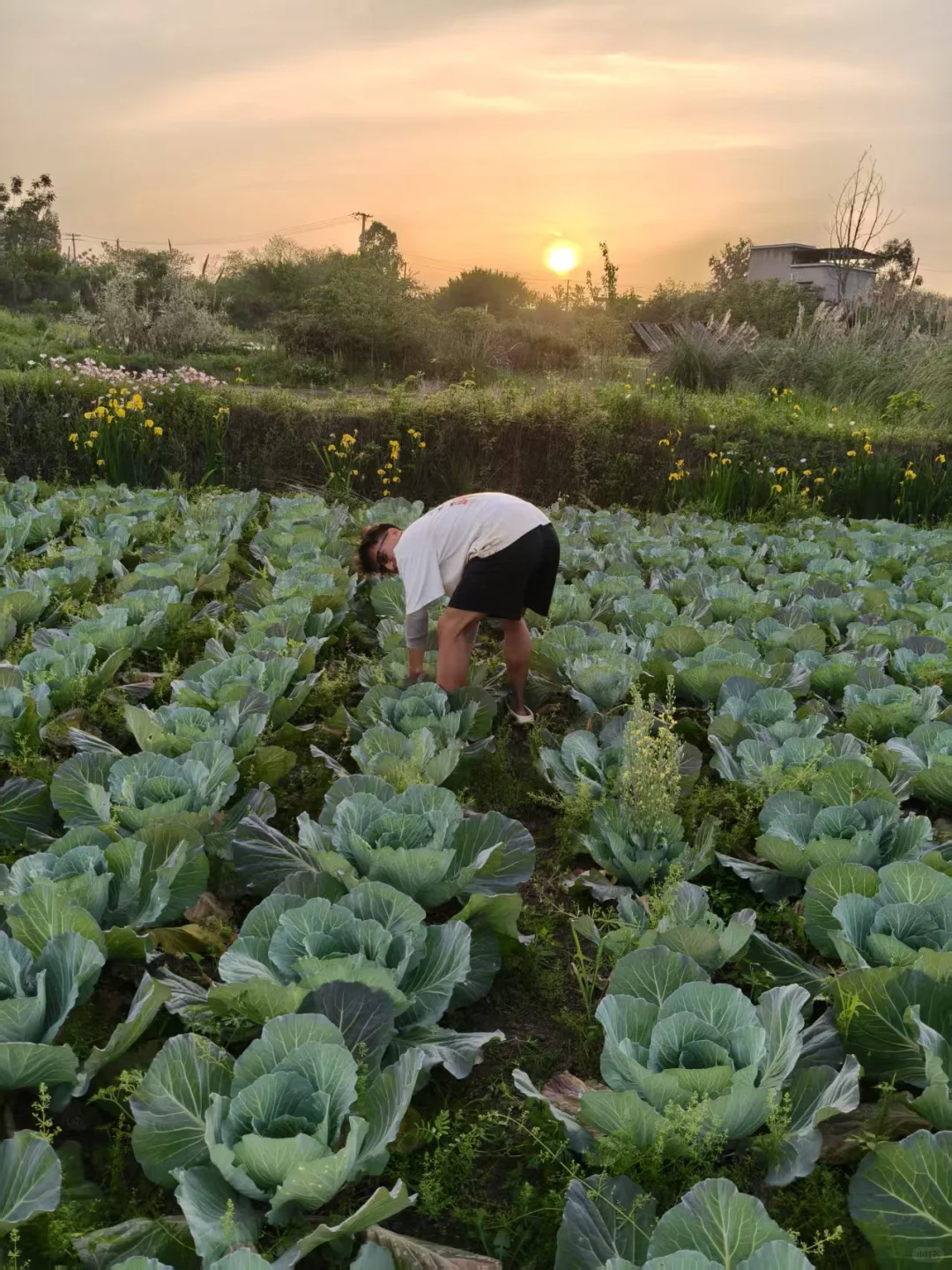 回村种菜=没出息？我不服！