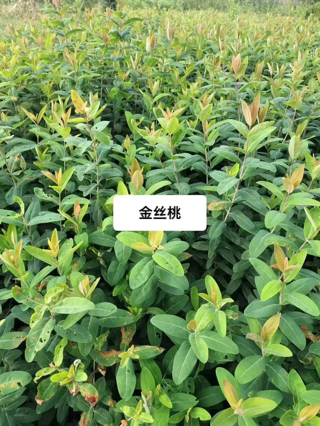 暴走大野驴苗木