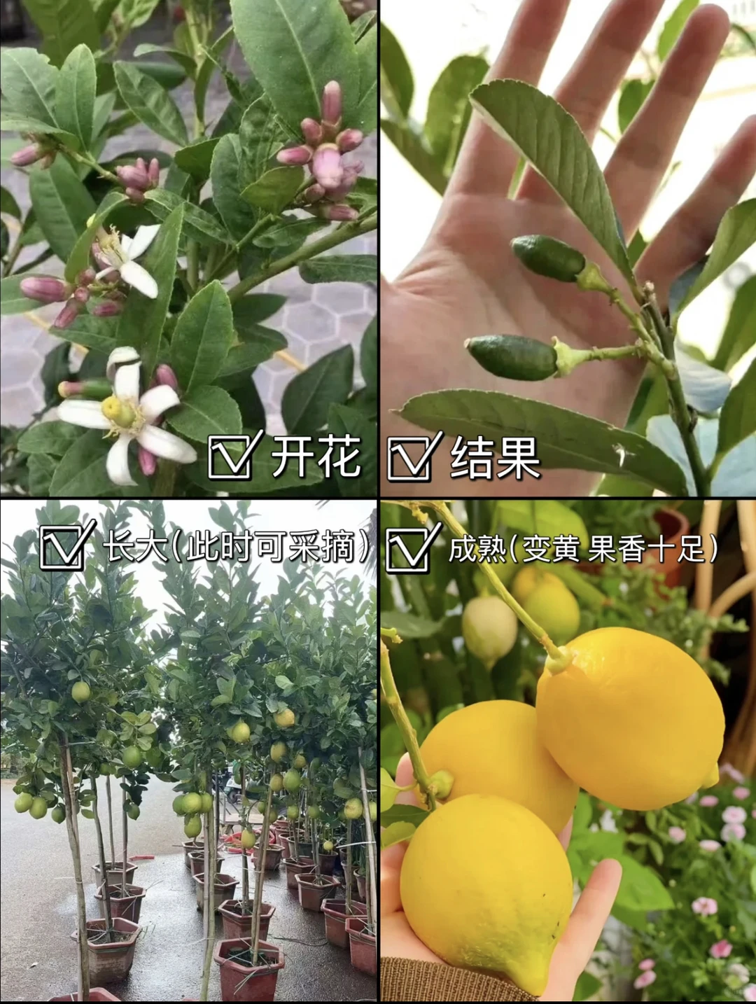 香水柠檬?结果的成就感~