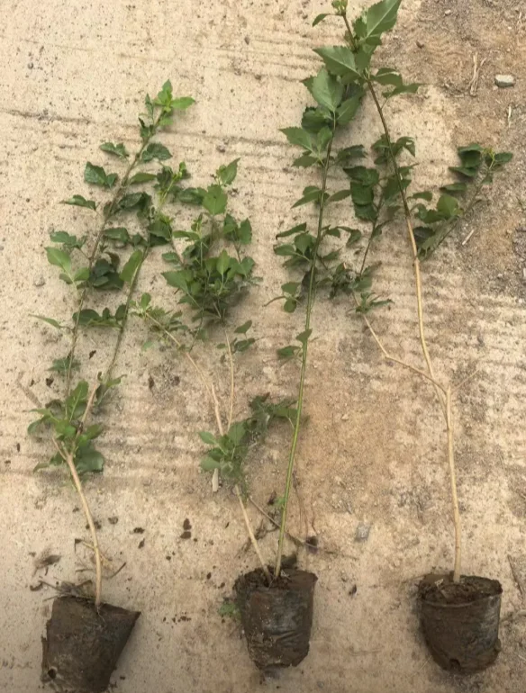 华北连翘小苗有需要的吗