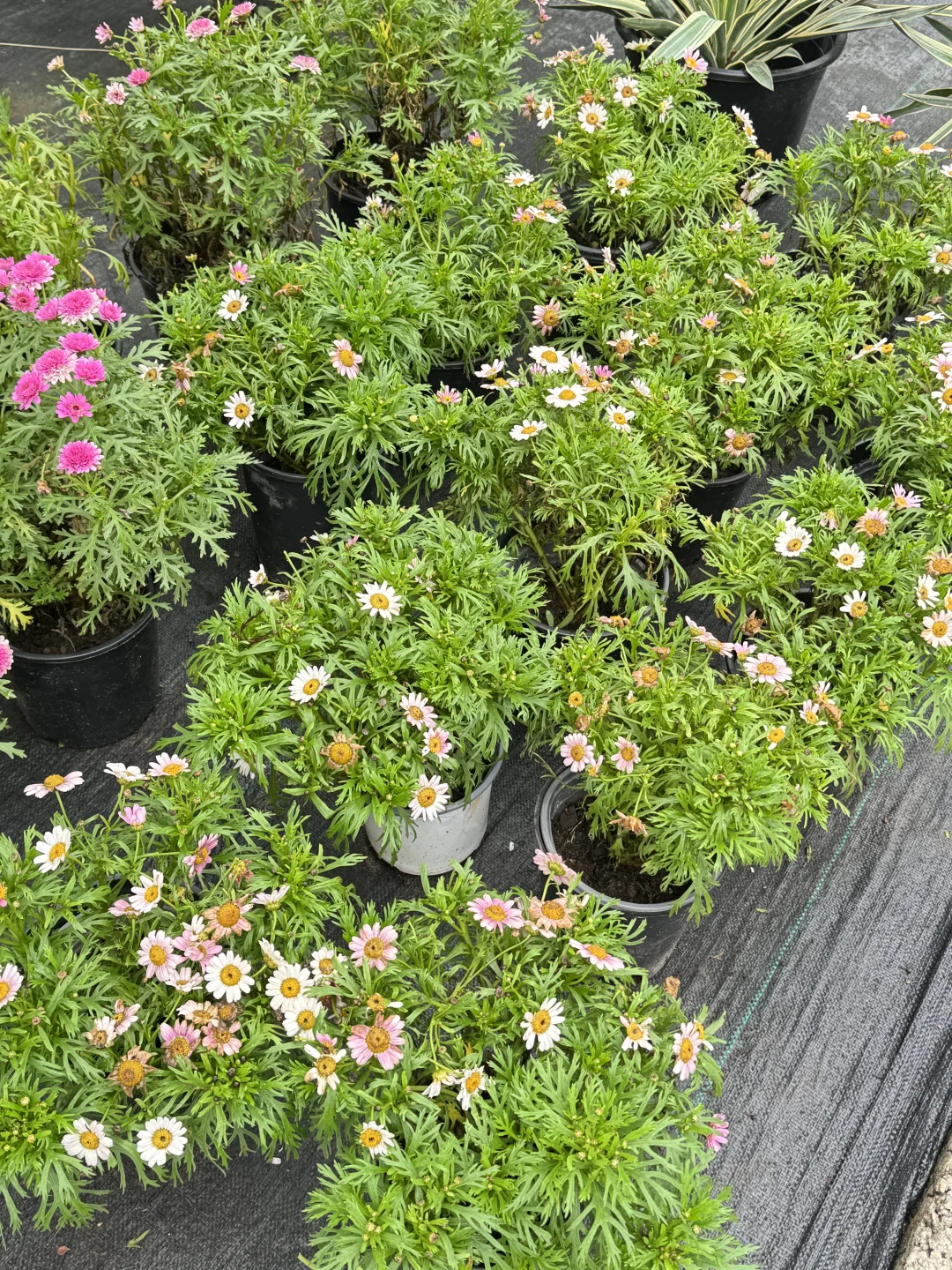 终于让我在长沙找到了一站式庭院采购的地方