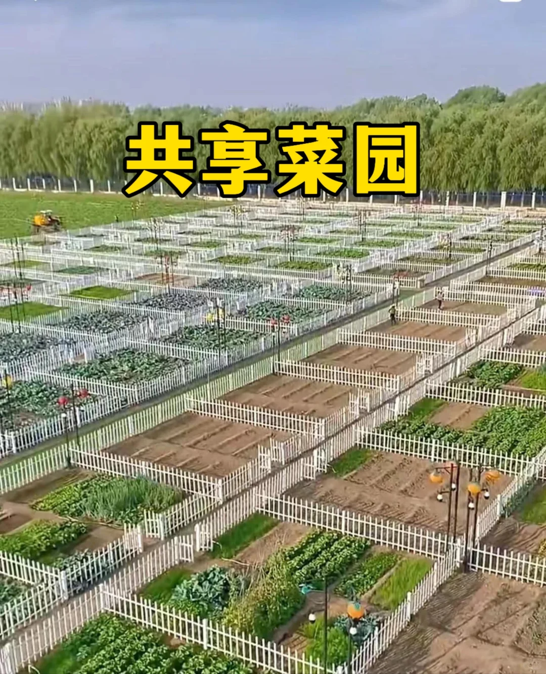 农田做共享菜园，竟然这么赚钱