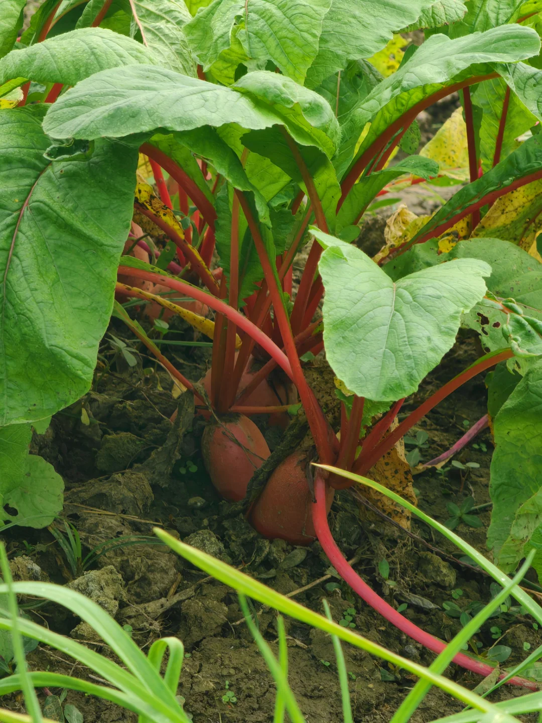 田园生活乐趣多，在地里挖呀挖呀挖?
