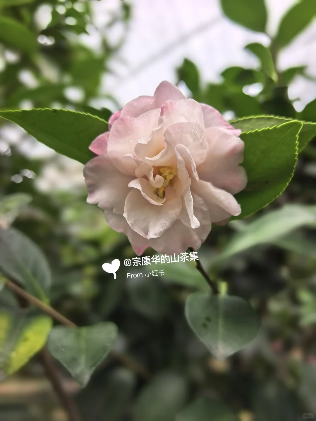 自育茶梅:芳华(Camellia hiemalis ‘Fanghu