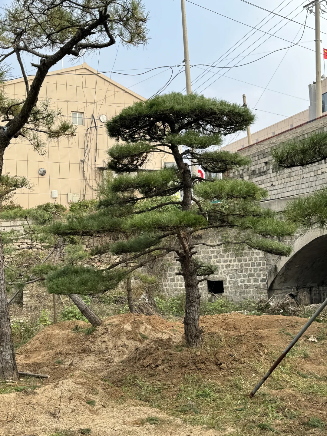 精品造型松基地、源头直供、精品造型松基地、