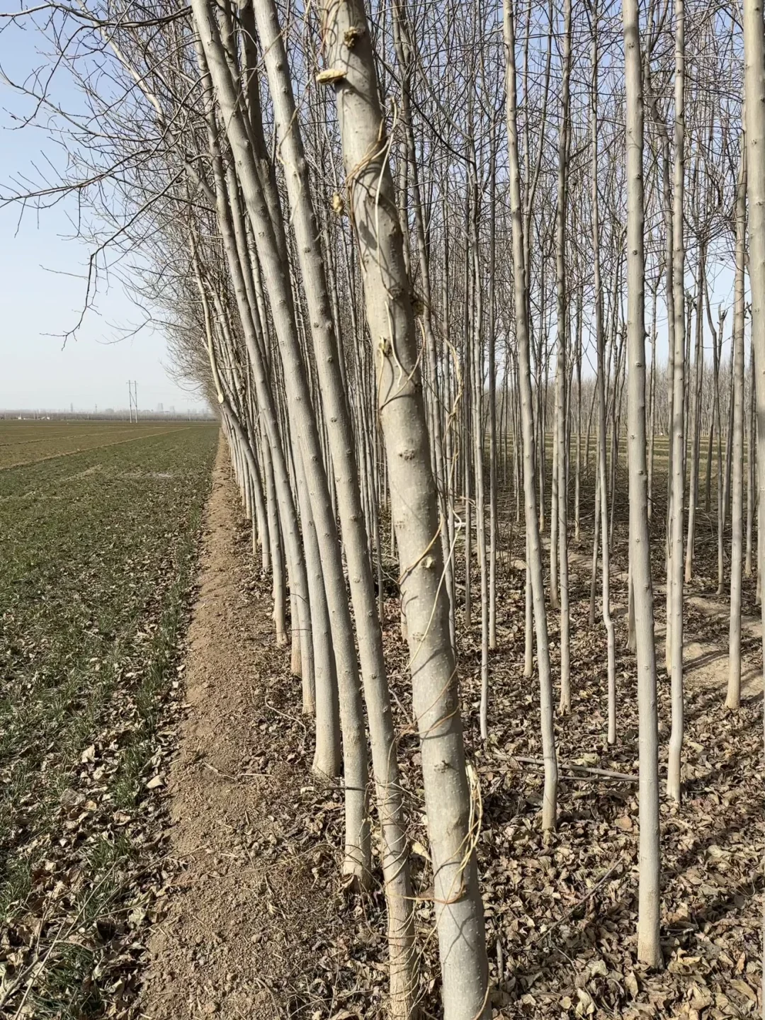 杜仲树出售 随时可挖