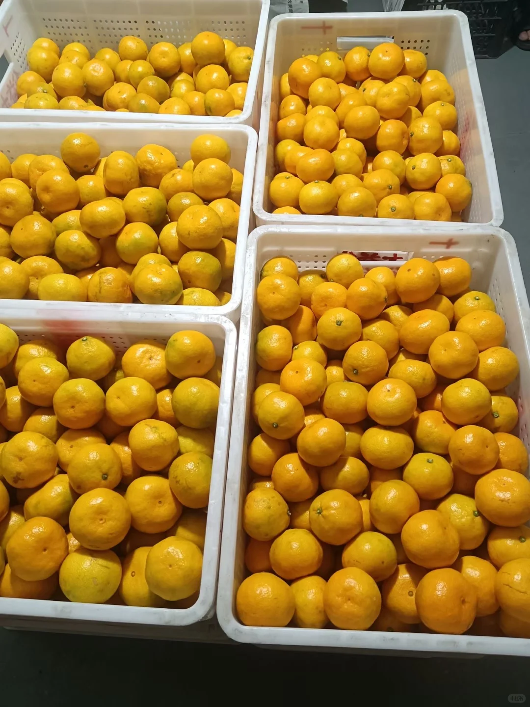 重生之我在农村卖橘子?