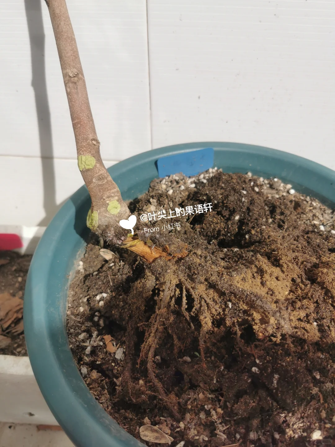 天塌了无花果裸根苗死了