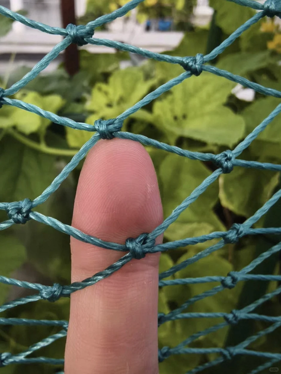 农村种菜用养殖网，爬藤高产还省空间