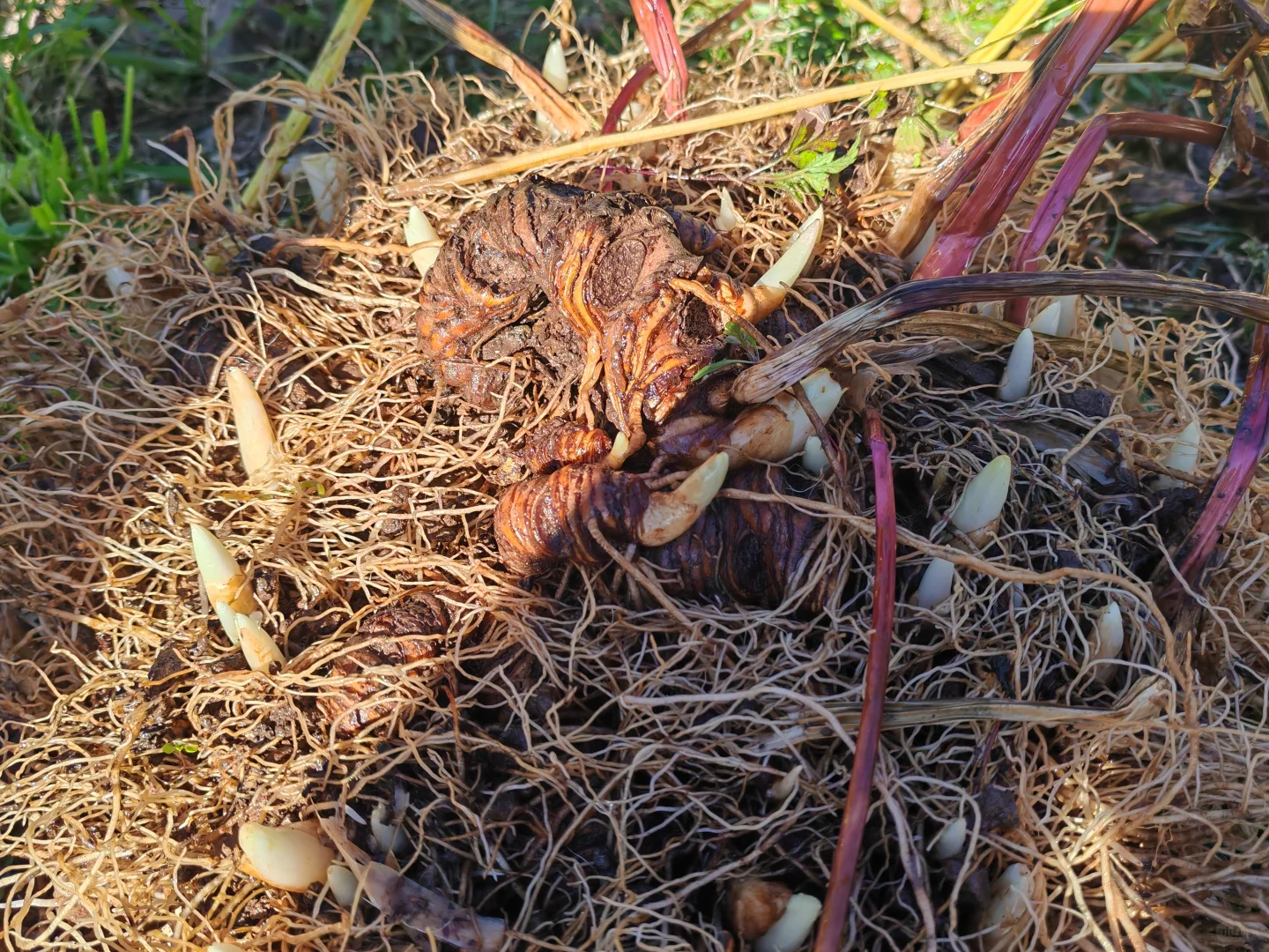 要售卖滇重楼，都是种植十来年的大重楼