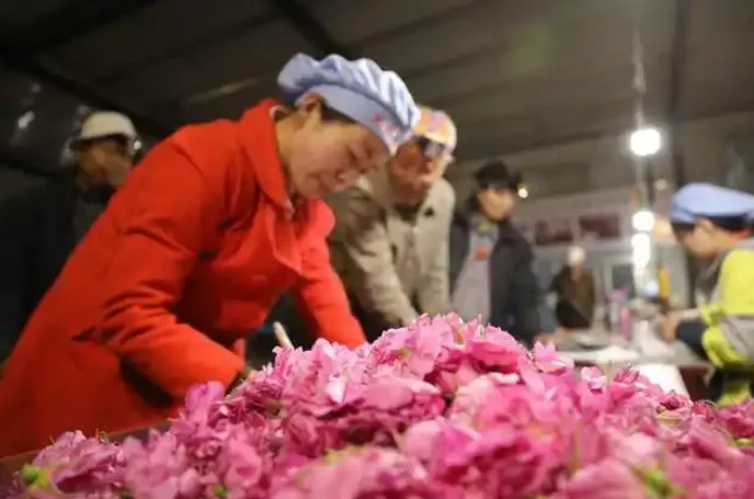 平阴县创建全国首个玫瑰种质资源库