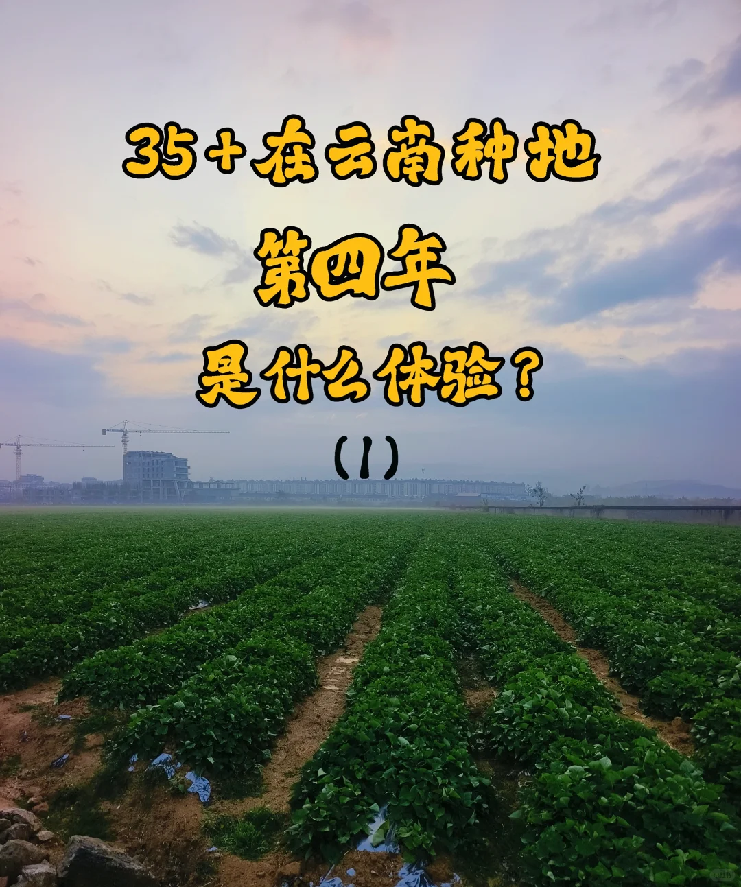 我在云南种地的第四年(1)
