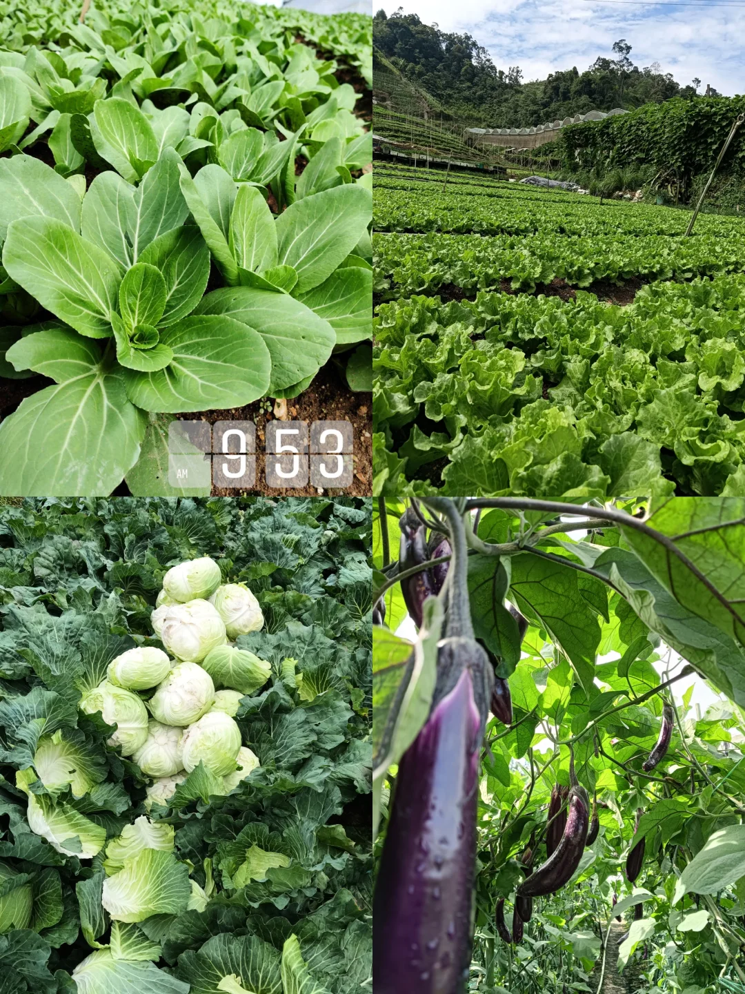 ??97菜农的坦白局|我为什么做自媒体