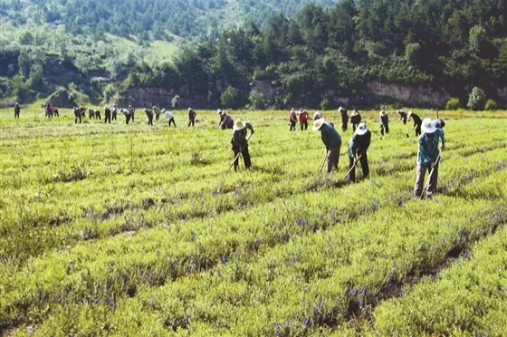 国家中药材生产扶持项目: