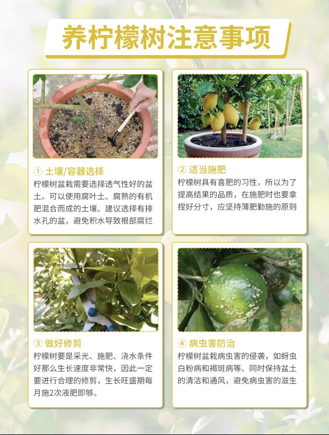 日常柠檬树养护小知识~