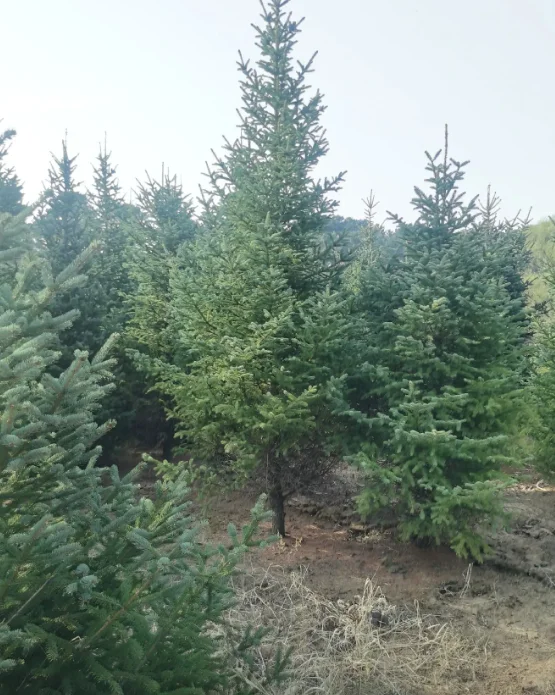 云杉2m-6m可以出圃了，有需要的吗