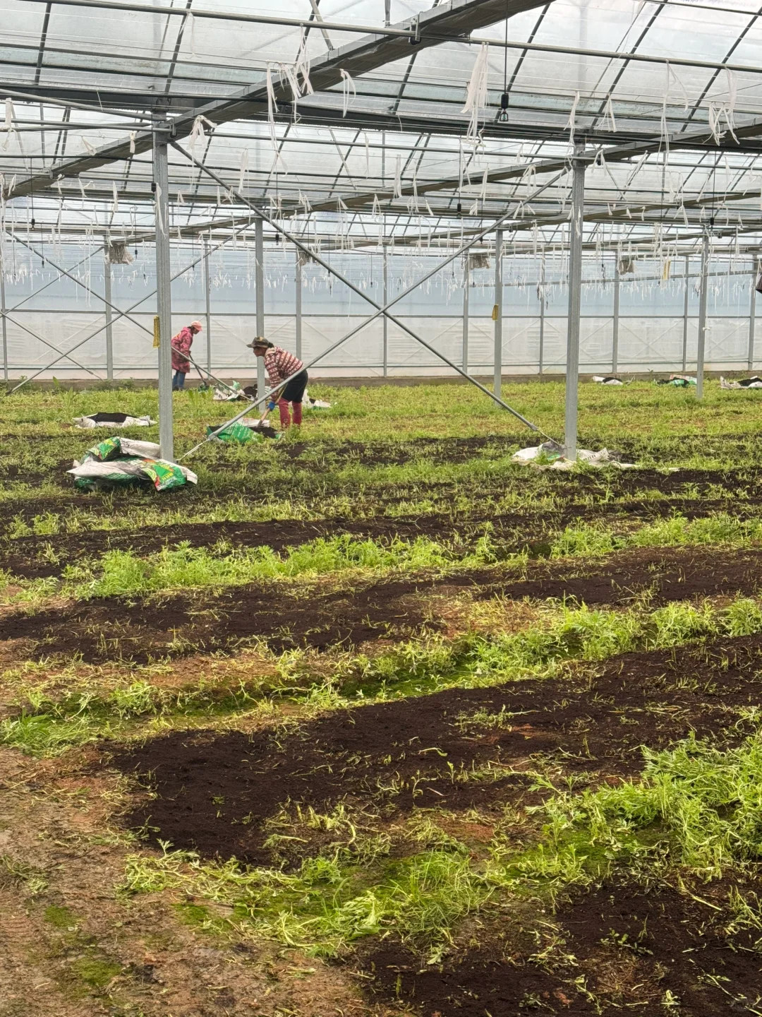 回农村种大棚！