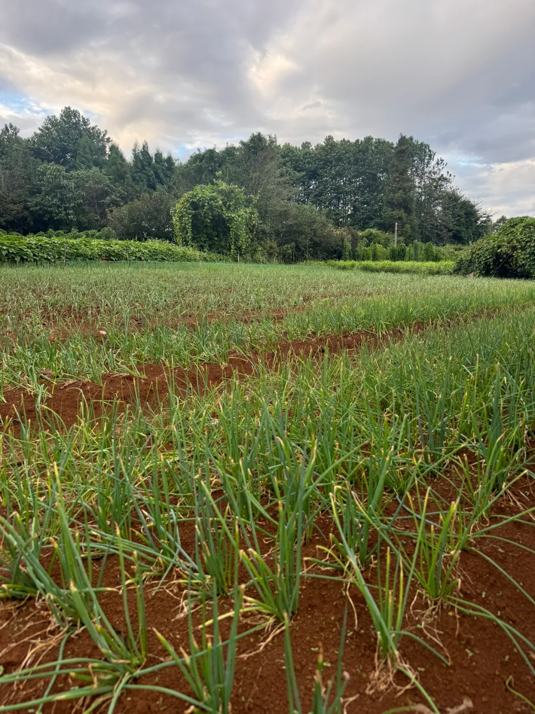 不是我吹牛，黄土种植最好！！！