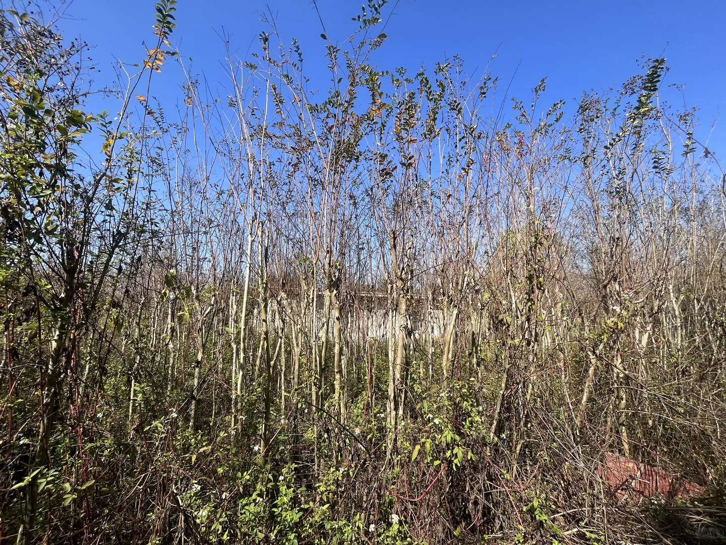 江西赣州苗圃清地，处理价格，给钱就卖