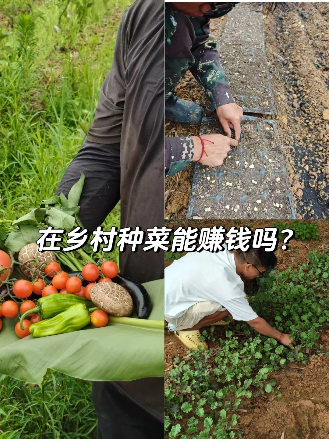 在农村,你种菜能赚到钱吗?